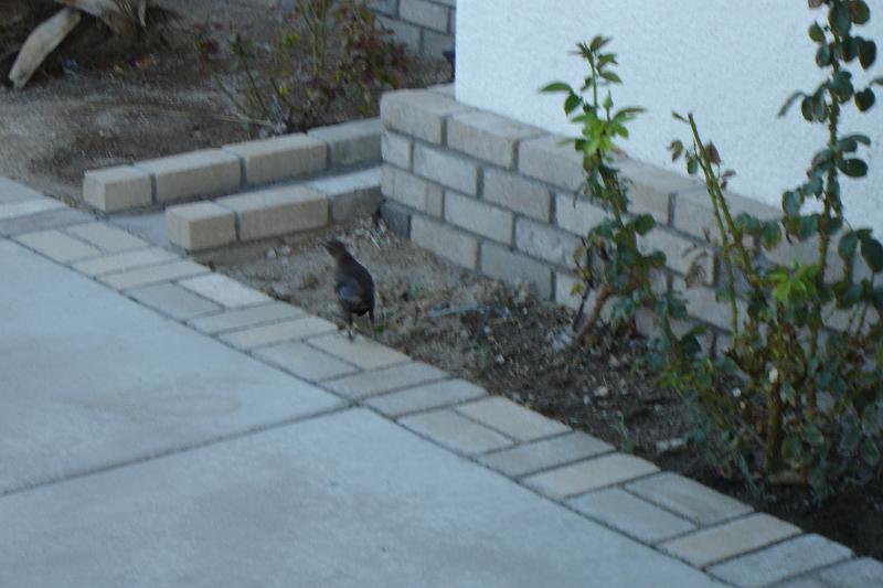 DSC02494.JPG