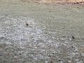 IMG_20170122_103939