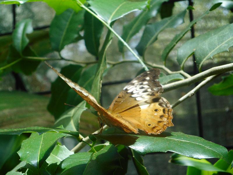 DSCN0444.JPG