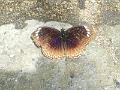 DSCN0440