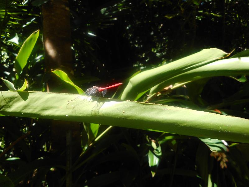 DSCN0527.JPG