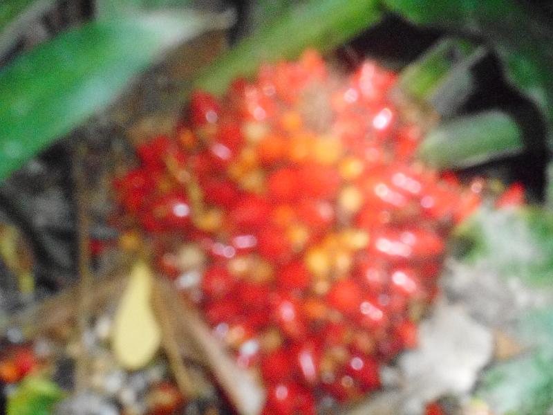 DSCN0566.JPG