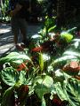 DSCN0524