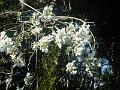 DSCN0633