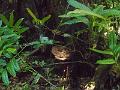 DSCN0667