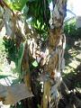 DSCN0754