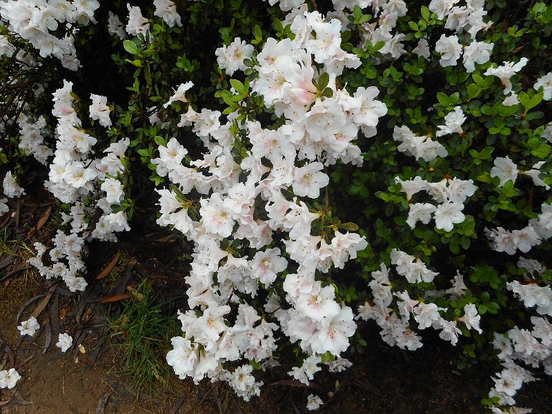 DSCN0245.JPG