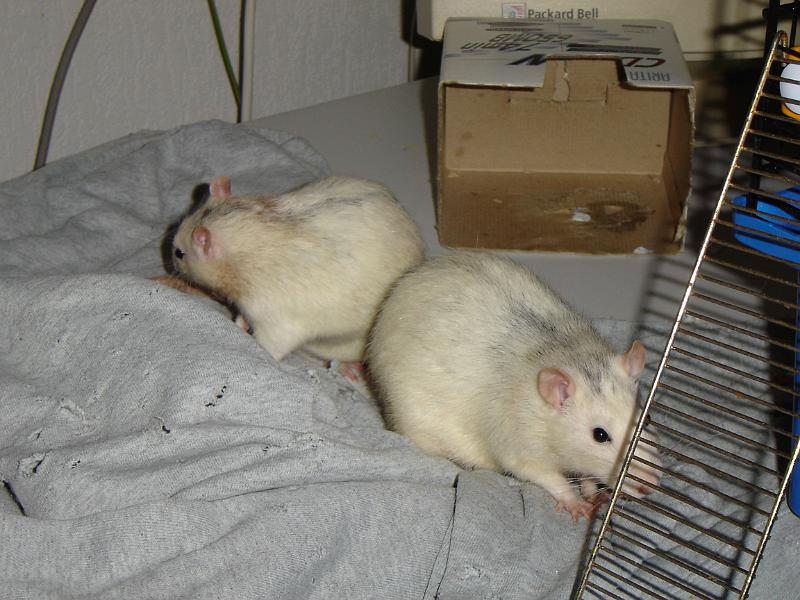 DSC00022.JPG