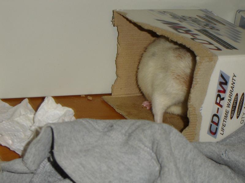 DSC00069.JPG