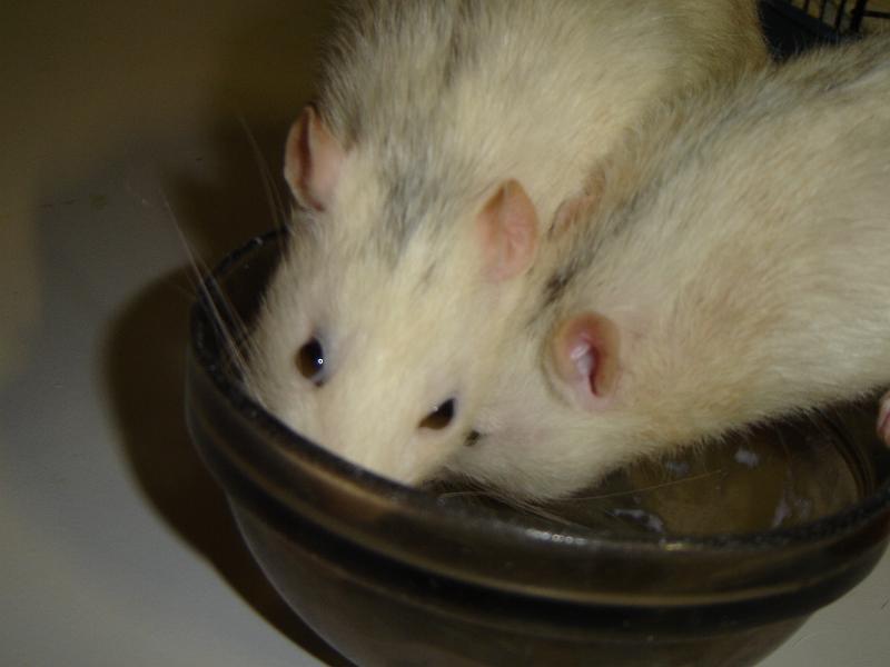 DSC00074.JPG