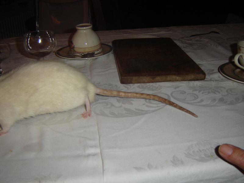 DSC00556.JPG