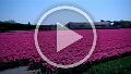 VID00001