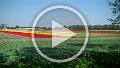 VID00005