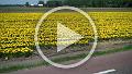 VID00011