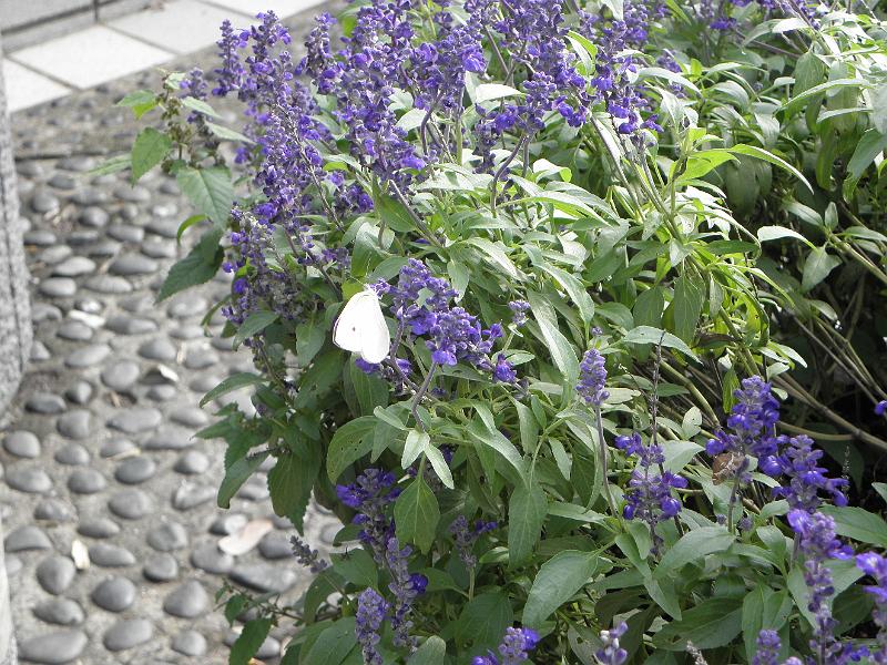 P9290384.JPG