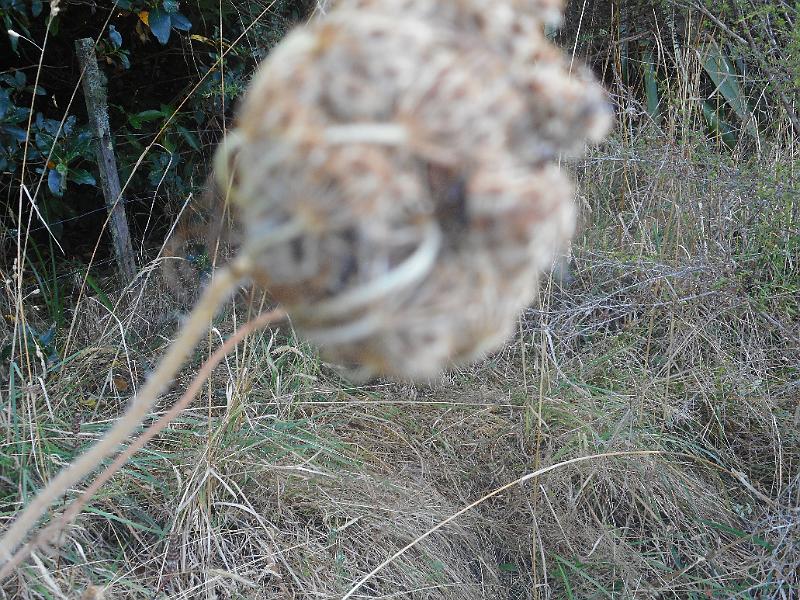 DSCN2381.JPG