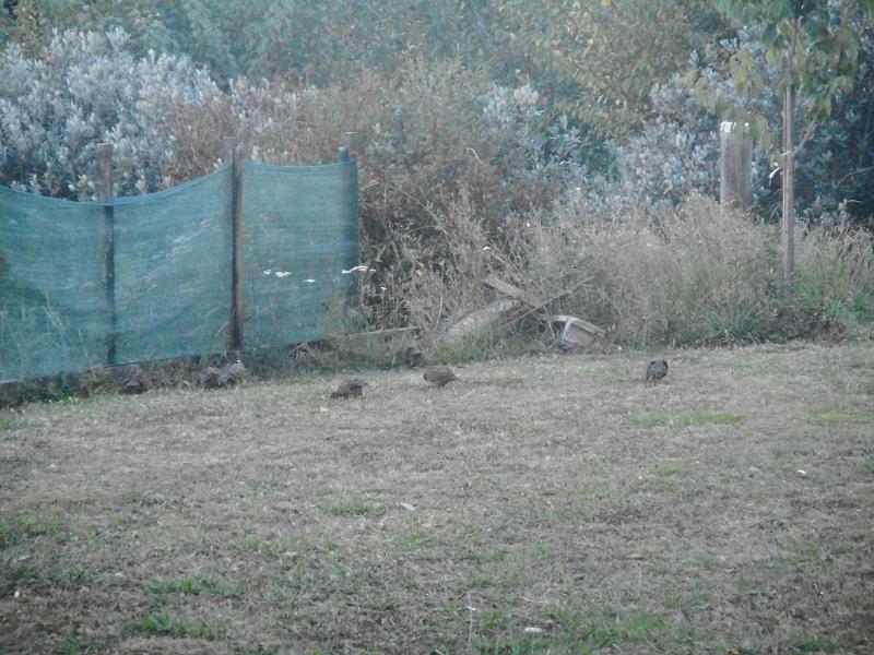 DSCN2388.JPG