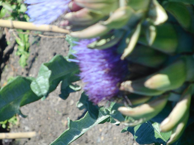 DSCN2459.JPG