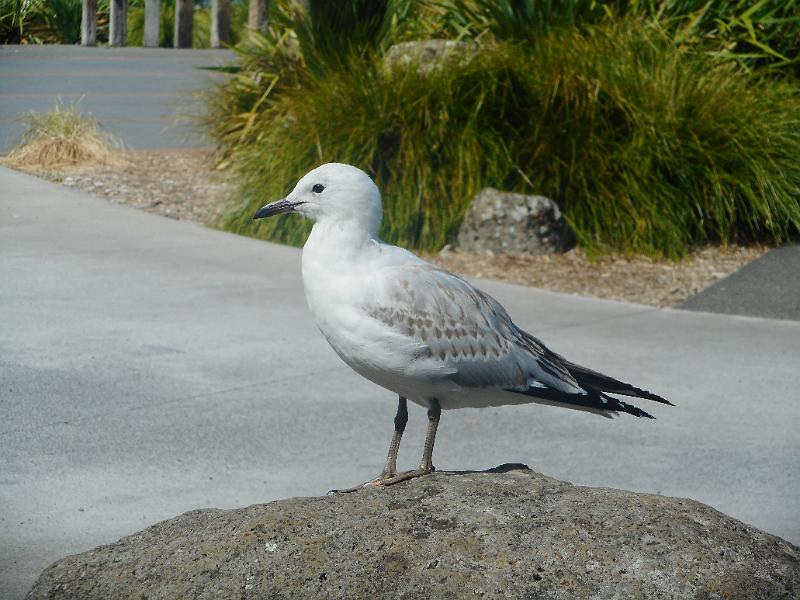 DSCN2471.JPG
