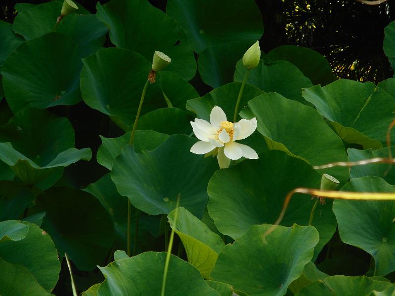 DSCN1559.JPG