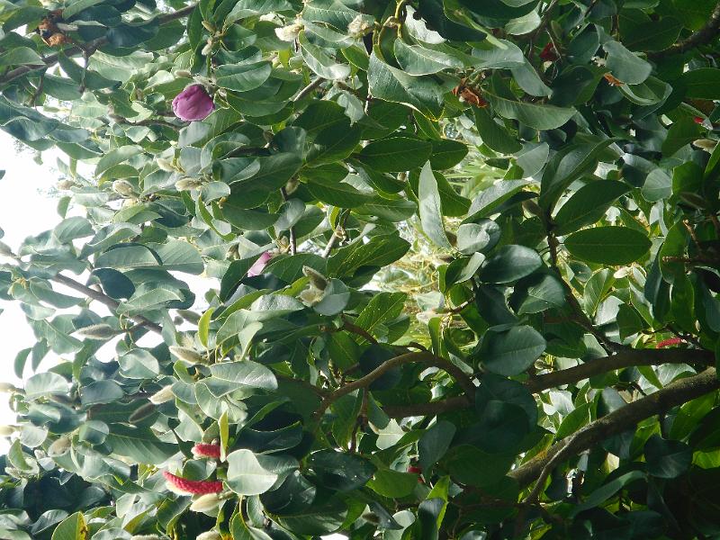 DSCN1726.JPG