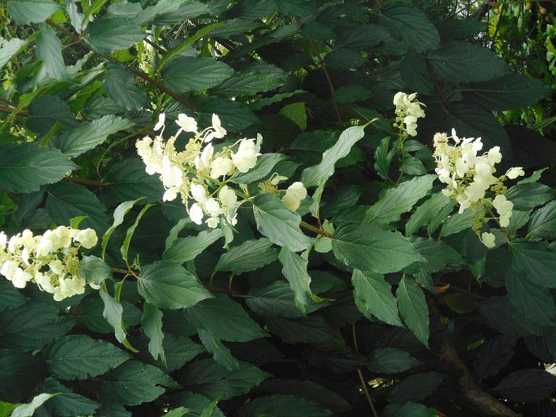 DSCN1732.JPG