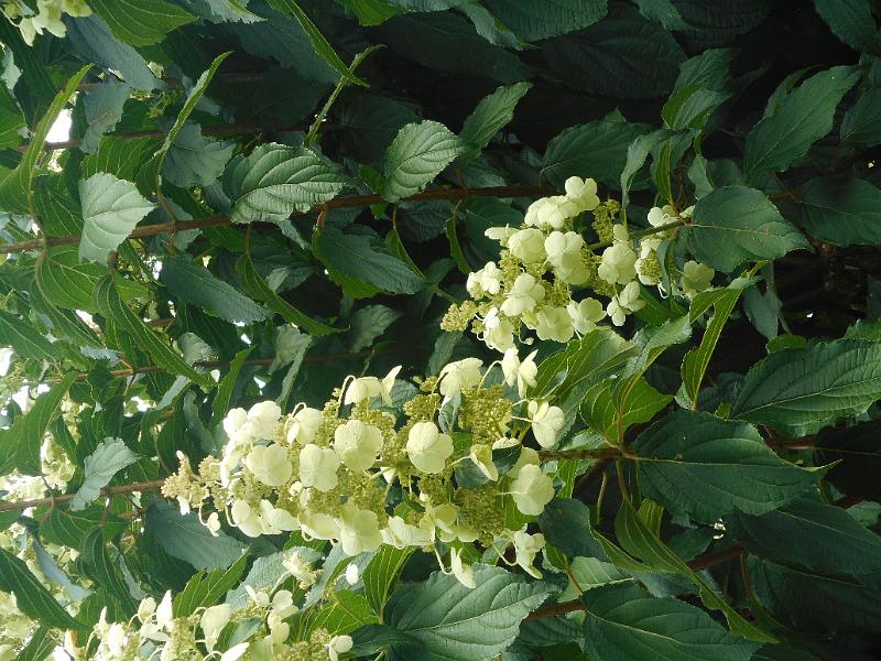 DSCN1733.JPG