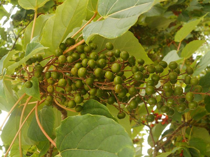 DSCN1748.JPG