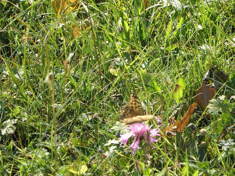 PA090318.JPG
