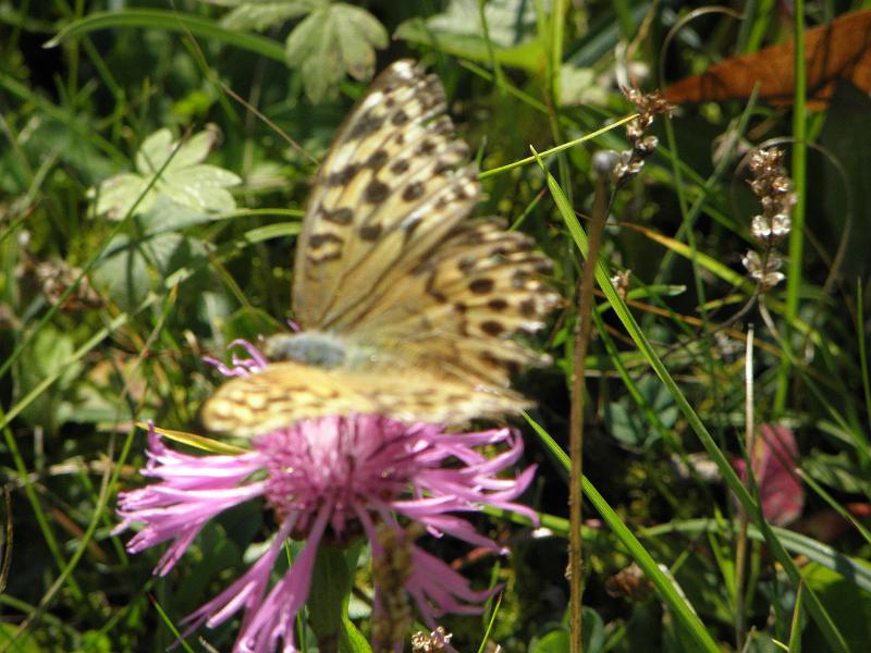 PA090320.JPG