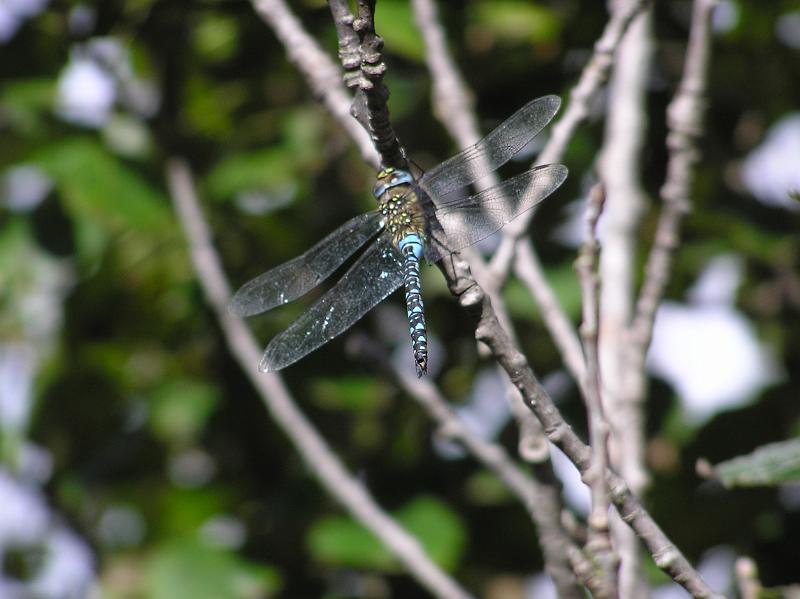 P1010037.JPG