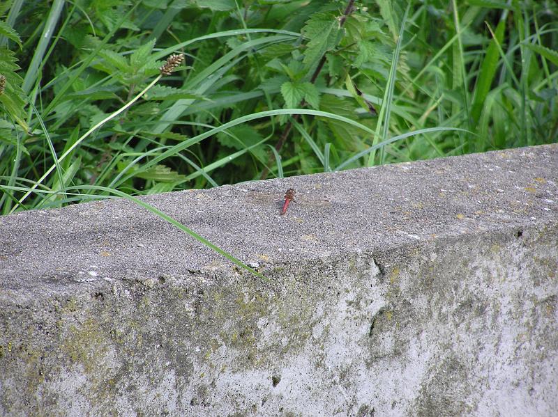P1010079.JPG