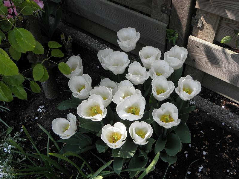 P4240010.JPG
