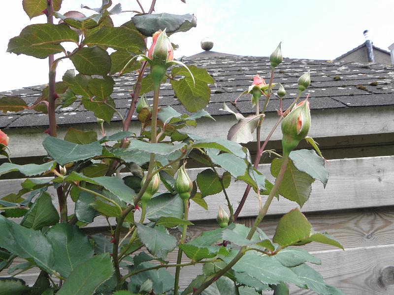 P5200238.JPG