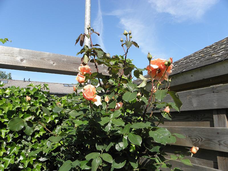 P5250243.JPG