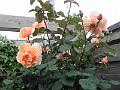 P5260254