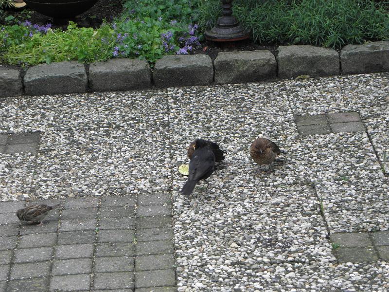 P5290079.JPG