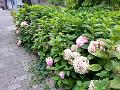 20160725_101940_3