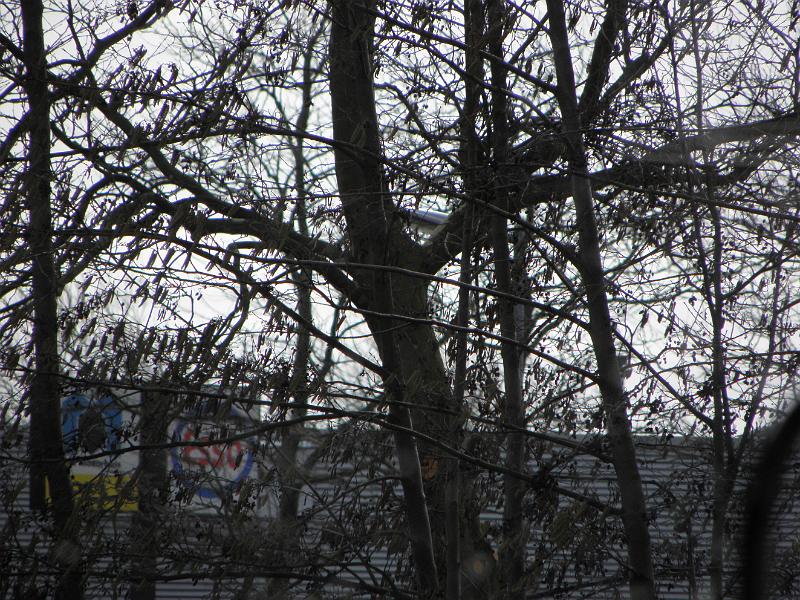 P3140007.JPG