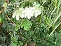 DSC00704