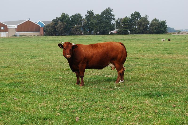 DSC_0139.JPG