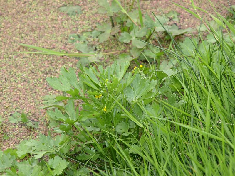 P1018987.JPG